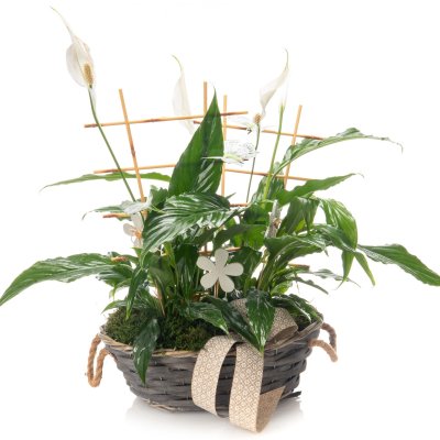 Živý koš Spathiphyllum